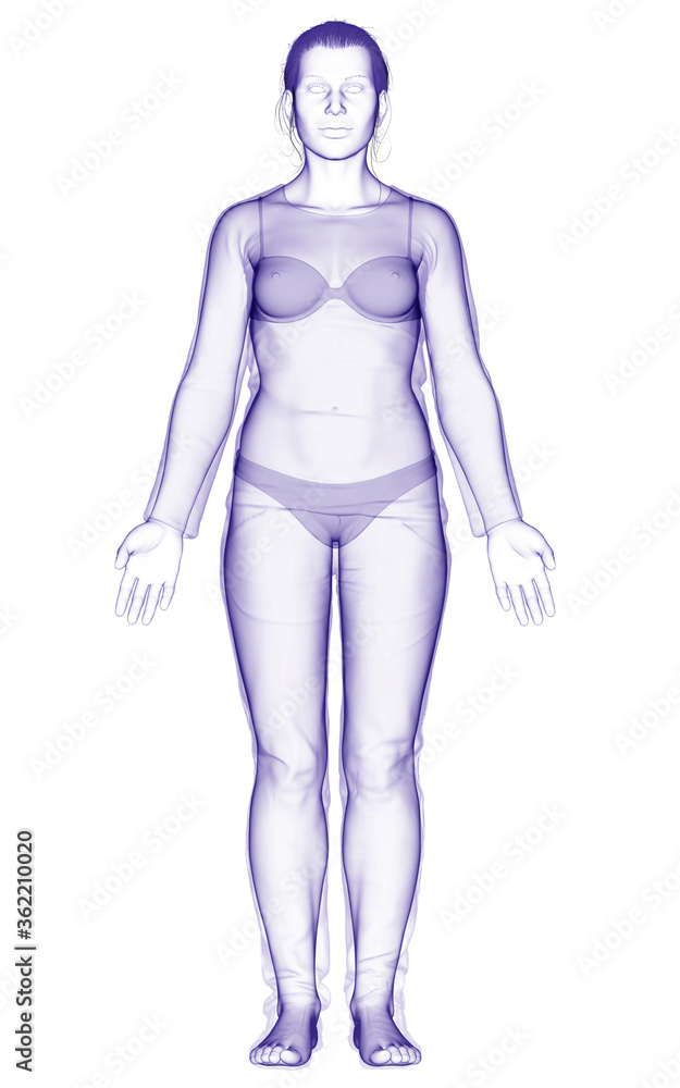 3d rendered illustration of the female body