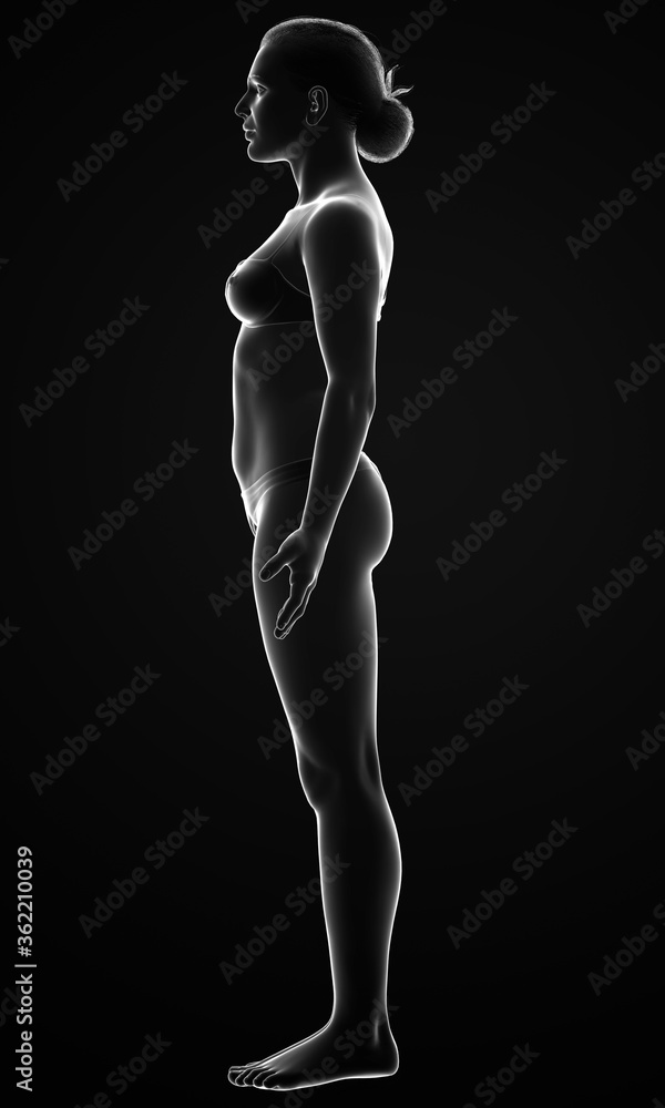 3d rendered illustration of the female body 3d rendered illustration of the female body