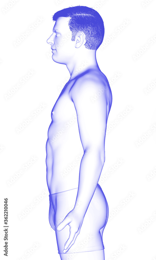 3d rendered illustration of the male body 3d rendered illustration of the male body