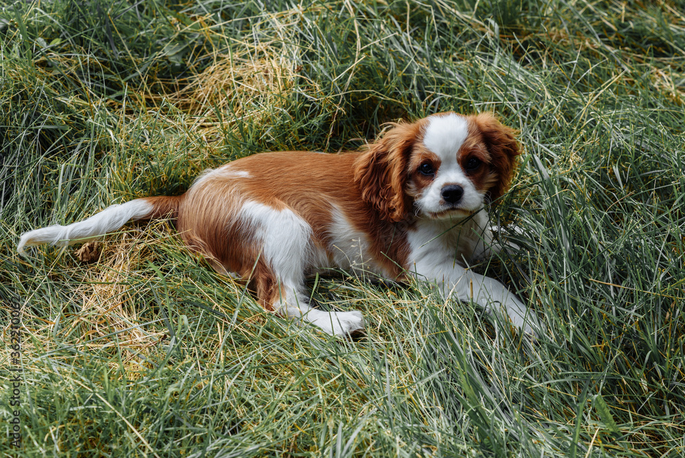 a brown brown spaniel puppy with high ears walks in the park on the grass. golden color a brown brown spaniel puppy with high ears walks in the park on the grass. golden color