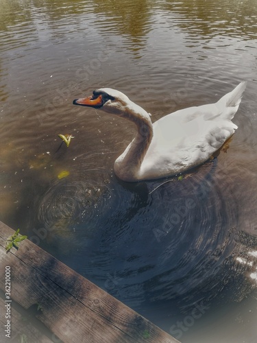 swan on the water