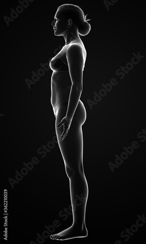 3d rendered illustration of the female body