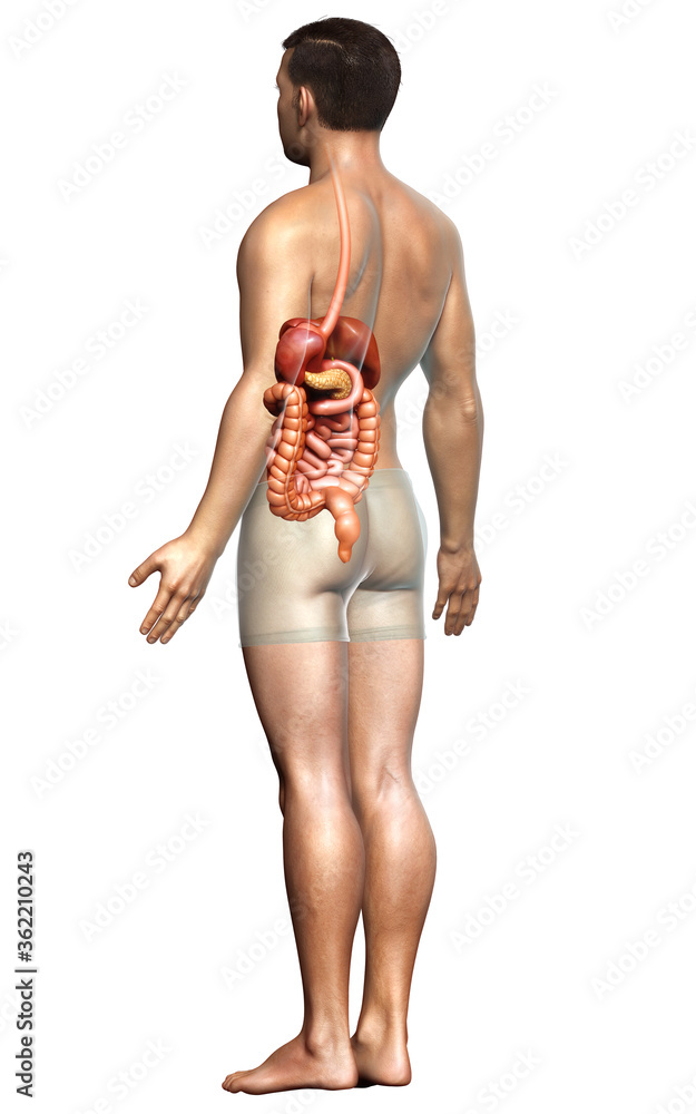 3d rendered medically accurate illustration of male Digestive System 3d rendered medically accurate illustration of male Digestive System