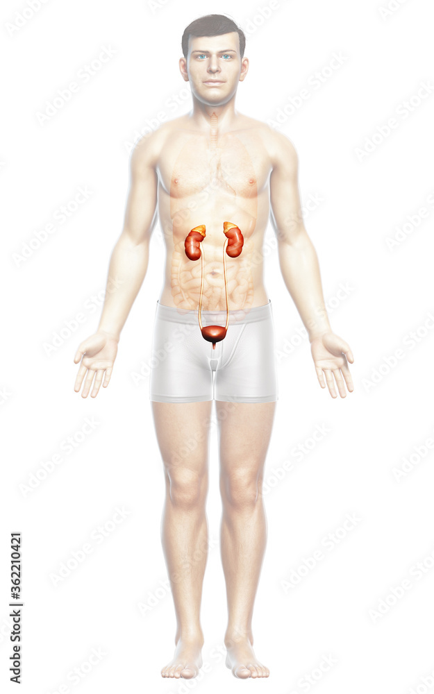 3d rendered, medically accurate illustration of the kidneys
