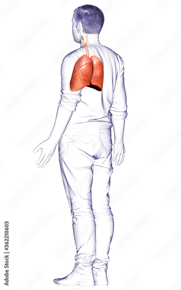 3d rendered, medically accurate illustration of a male lung anatomy 3d rendered, medically accurate illustration of a male lung anatomy
