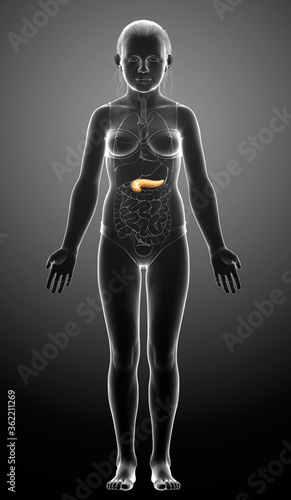 3d rendered  medically accurate illustration of a young girl pancreas