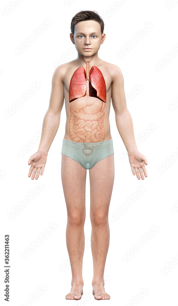 3d rendered, medically accurate illustration of a young boy lung anatomy 3d rendered, medically accurate illustration of a young boy lung anatomy