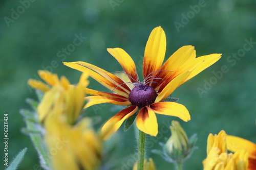A gray spider on a bloomed rudbeckia flower
