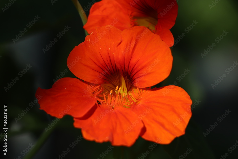 Orange flower of a nasturtium plant in full boom Orange flower of a nasturtium plant in full boom