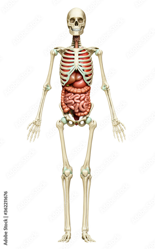3d rendered medically accurate illustration of Internal organs and skeleton system 3d rendered medically accurate illustration of Internal organs and skeleton system