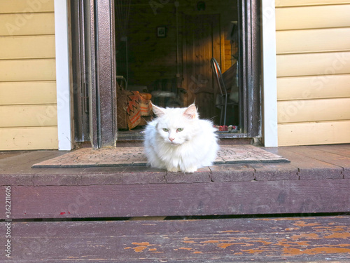 a white furry cat sits on the wooden porch of a rural house