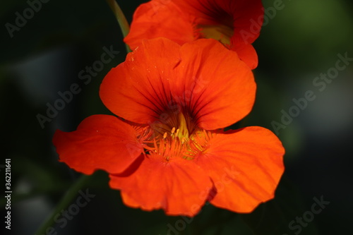 Orange flower of a nasturtium plant in full boom