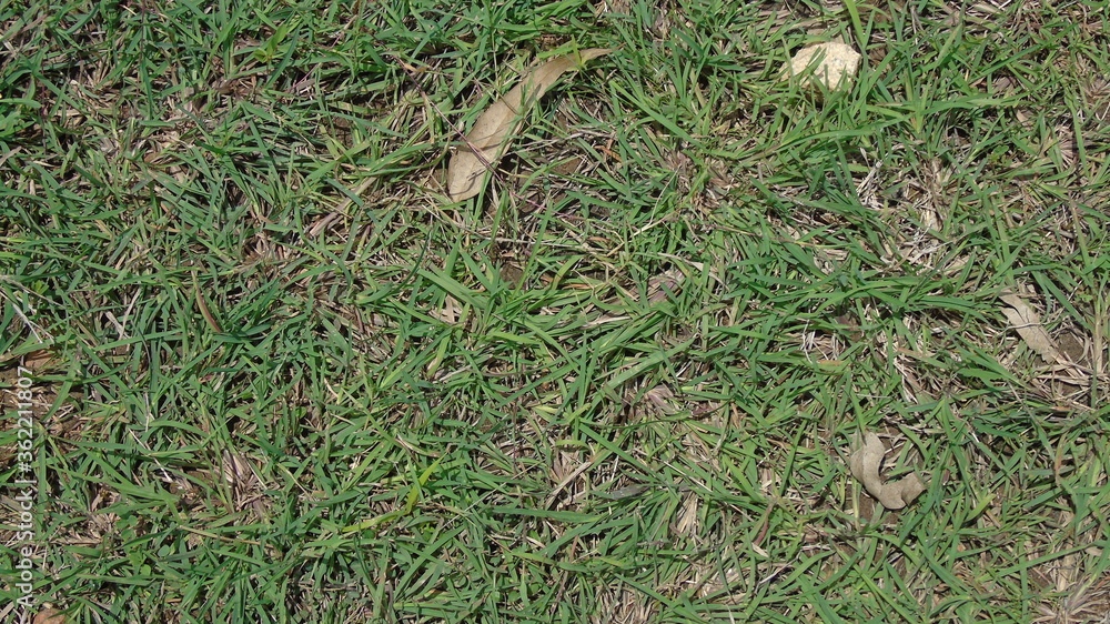 grass in the grass grass in the grass