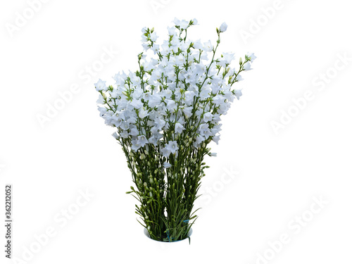 A Bouquet of White Flowers from an Herbaceous Plant of the Campanulaceae Family. Isolated On Black Background