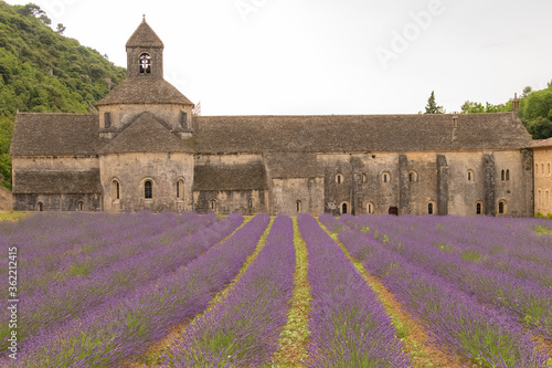 The Notre-Dame de Sénanque abbey, with lavender field, in Provence 