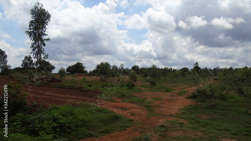 landscape with trees