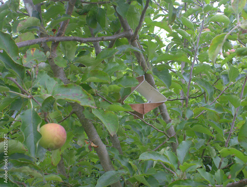 piège à insecte dans un arbre fruitier photo