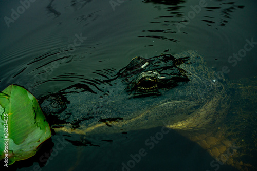 Alligator chilling at Everglades National Park  USA - Florida  