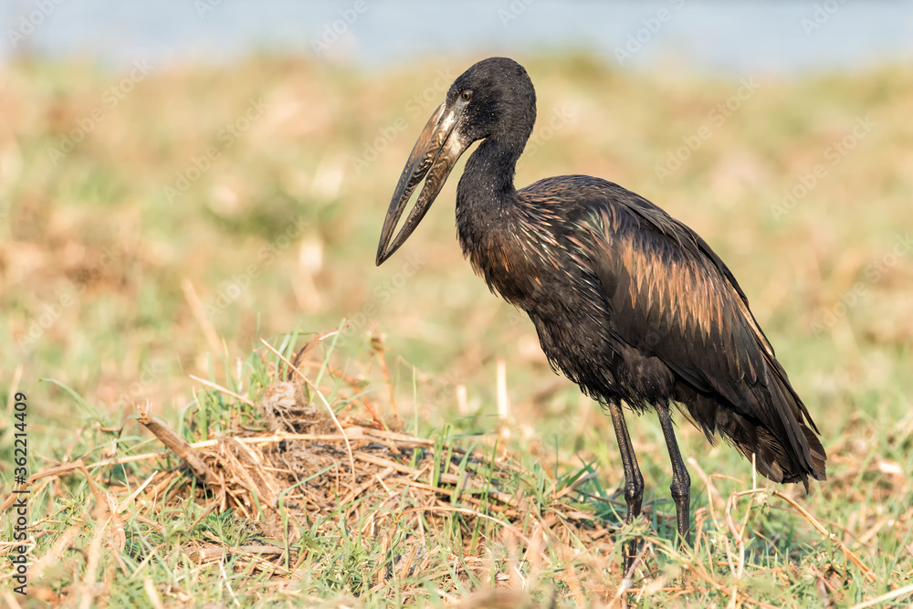 African openbill stork (Anastomus lamelligerus) on the bank of the Chobe river in the Chobe National Park, Botswana. African openbill stork (Anastomus lamelligerus) on the bank of the Chobe river in the Chobe National Park, Botswana.