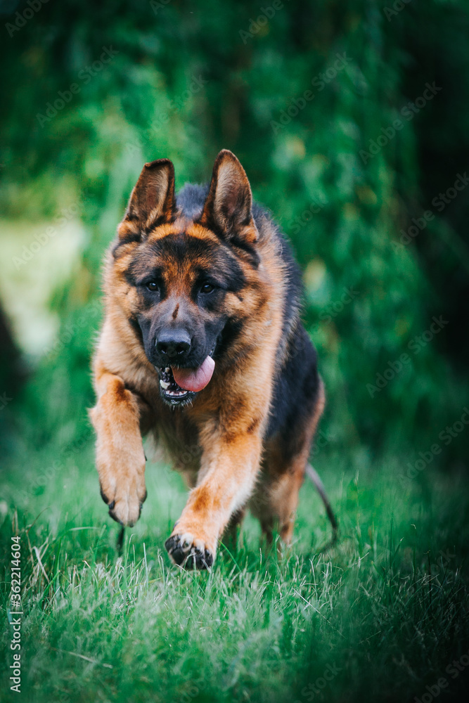 German shepherd dog posing outside. Show dog German shepherd dog posing outside. Show dog
