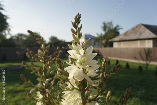 white yucca flowers on a flowerbed