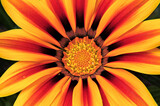 Attention-grabbing closeup of vibrant Gazania flower (African daisy) with brilliantly colored petals in patterns of yellow, red, orange, and bronze.