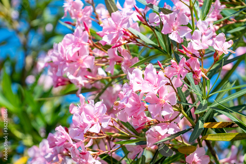 Beautiful pink nerium oleander flowers on bright summer day