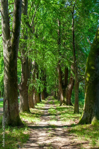 Alley of swamp cypress trees in Poti  Georgia