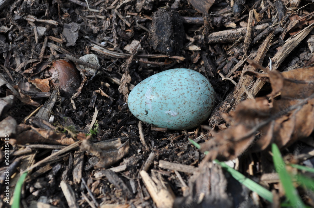 Amsel Ei verloren im Mulch