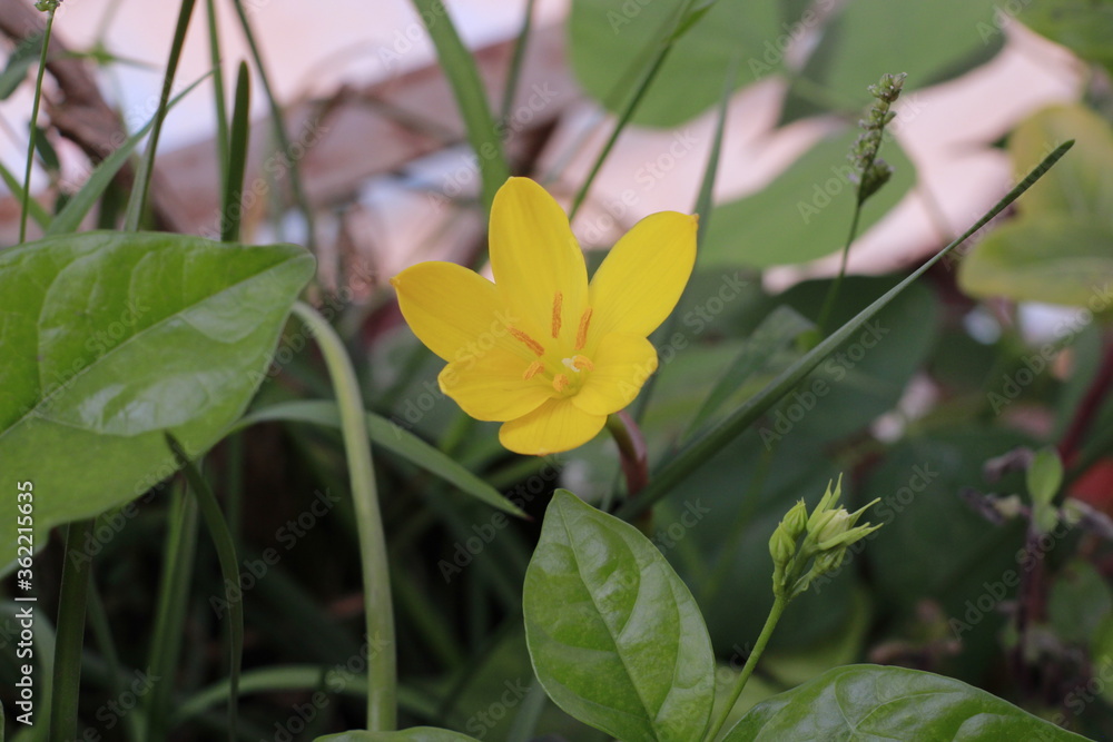 Flower- Zephyranthes Citrina. Yellow Flower. Flower- Zephyranthes Citrina. Yellow Flower.