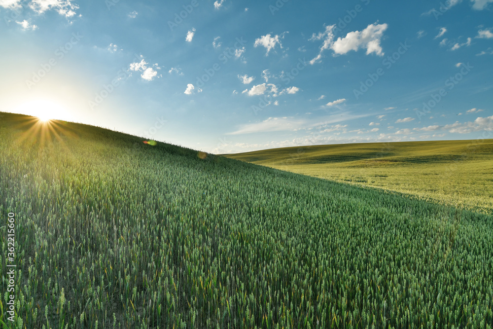 Fototapeta premium Summer rural landscape with green wheat fields and hills at sunset. Selective focus. Wide angle view,