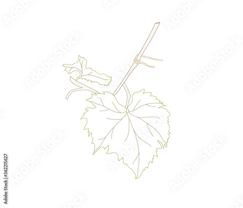 Grape leaf on a white background