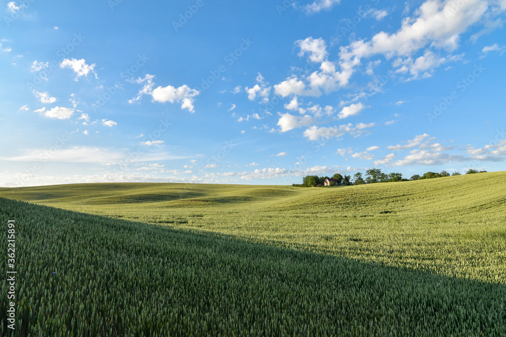 Naklejka premium Summer rural landscape with green wheat fields and hills at sunset. Selective focus. Wide angle view,
