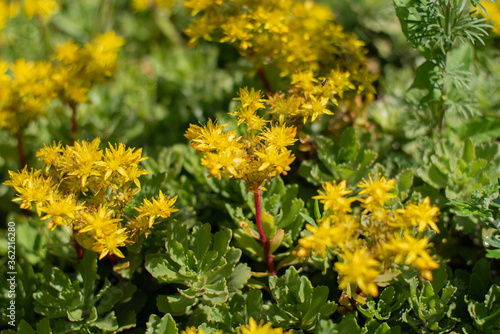 plants that do not require much moisture can grow on stones. A thickets of flowers with green leaves. Perforate St John s-wort.