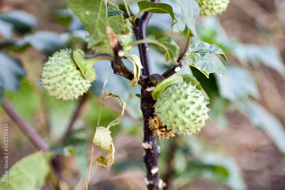 Thorn Apple (Datura) fruit growing on tree close view in an indian garden in summer season snap.
Thorn Apple (Datura) fruit growing on tree close view in an indian garden in summer season snap.