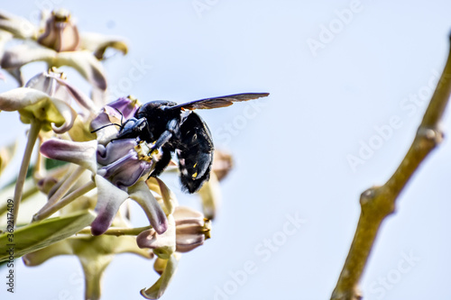 close view of Bumble Bee or carpenter bee or Xylocopa valgaon on  Calotropis procera or Apple of Sodom flowers. Perched On Flower Stock Photos   Bumble Bee Perched On 