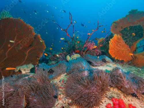 Sea anemone, sea fan and sea fan hydroid