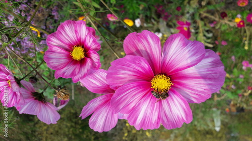 Wundersch  ne Schmuckk  rbchen auch Fiederbl  ttrige Schmuckblumen oder Kosmeen  Cosmos bipinnatus  Cosmea bipinnata  Bidens formosa  Coreopsis formosa  in pinken  rosanen und lilanen Farbt  nen