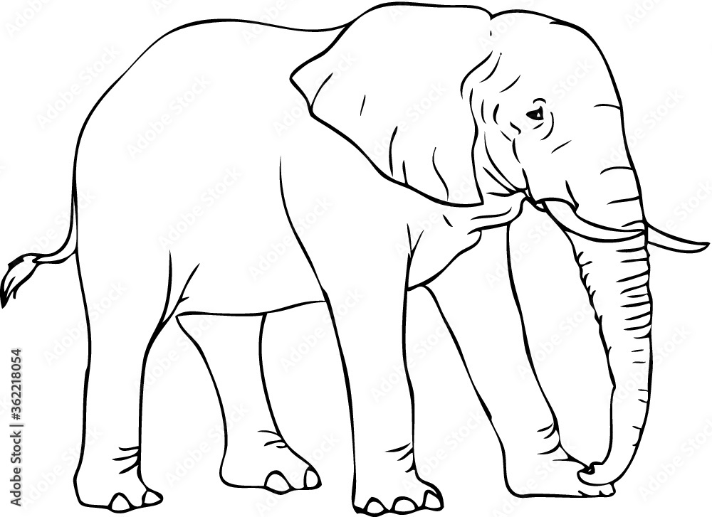 Obraz premium Elephant Illustration