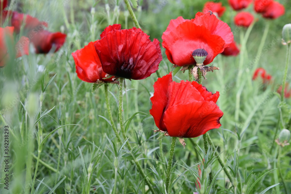 Mohn Pflanzen im Blumenbeet Mohn Pflanzen im Blumenbeet