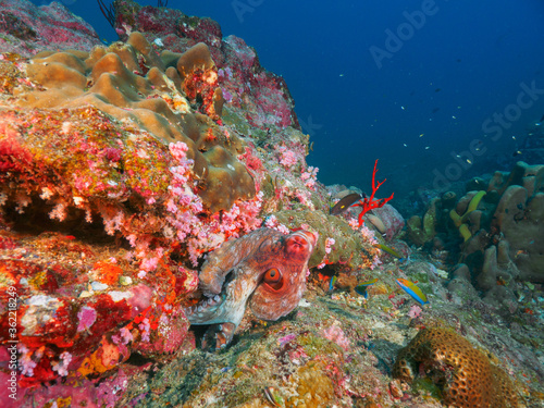 Fototapeta Naklejka Na Ścianę i Meble -  Reef octopus lurking under the coral