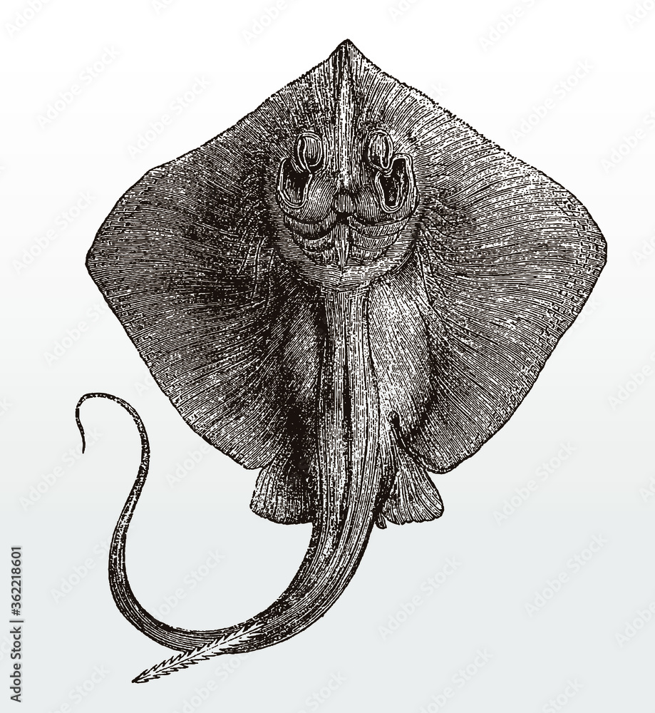 dasyatis pastinaca - 3 Common stingray, dasyatis pastinaca in underside view after an antique illustration from the 19th century vector de Stock | Adobe Stock