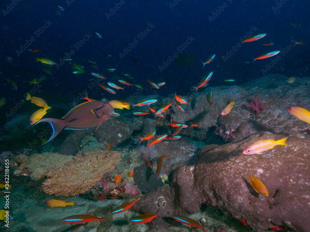 Fototapeta premium Fusiliers in the coral reef