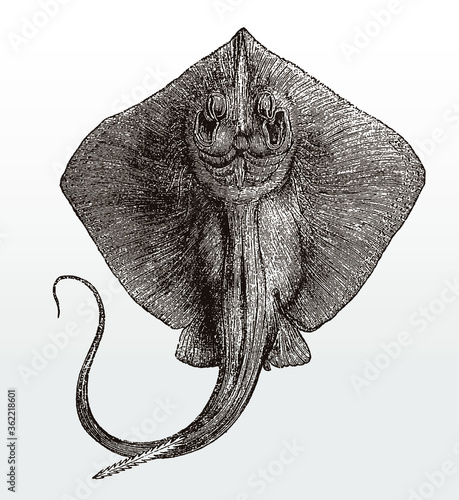 Common stingray, dasyatis pastinaca in underside view after an antique illustration from the 19th century