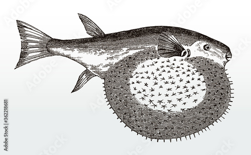 Inflated Oceanic puffer, lagocephalus, native to tropical oceans in side view after an antique illustration from the 19th century