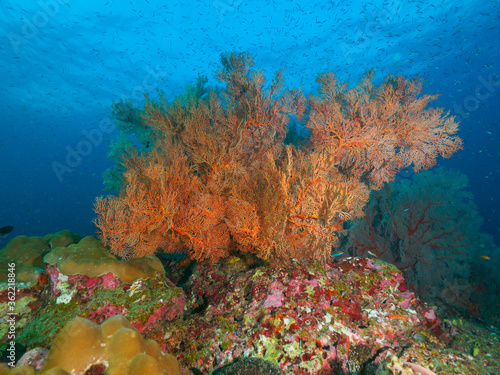 Knotted fan coral in the tropical sea