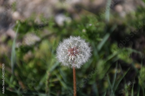 dandelion seed head