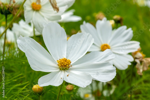 white flowers And cosmea buds on a green background