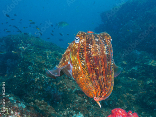 Pharaoh cuttlefish at the coral reef