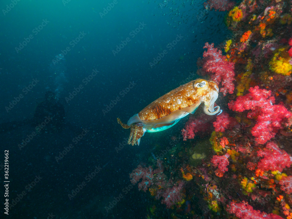 Obraz premium Pharaoh cuttlefish mating at the coral bommie